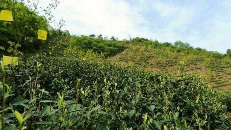 复合肥中微量元素参数选用的关键考量
